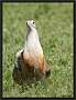 Grote Trap, Great Bustard, Otis tarda (captive) Location: Hungary grote trap MG 4643 kopie